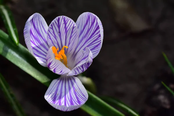 Hermosa Flor Cocodrilo Creciendo Jardín Verano Día Soleado — Foto de Stock