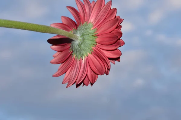 Belas Flores Fundo Céu Azul — Fotografia de Stock