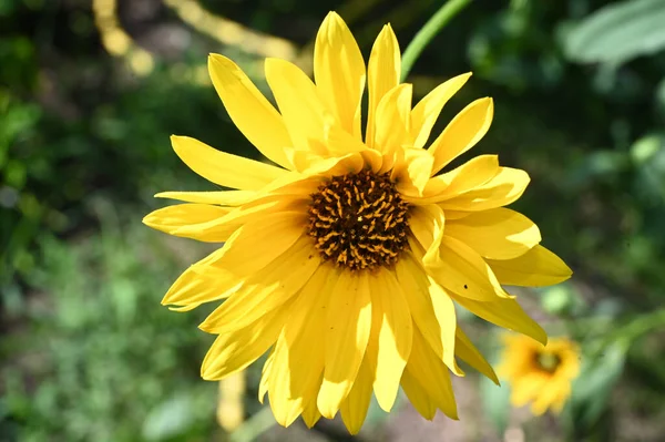 Mooie Bloem Groeien Tuin Zomer Zonnige Dag — Stockfoto