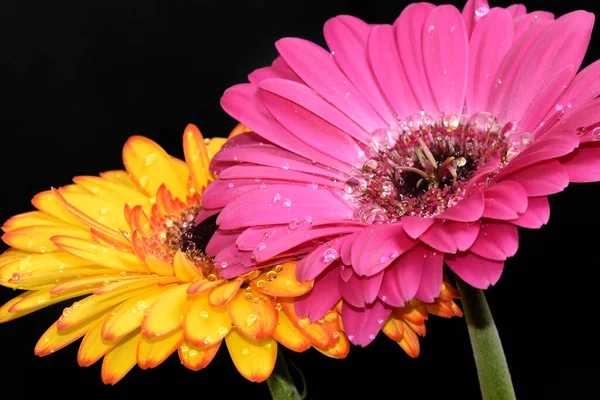 Belles Fleurs Gerbera Sur Fond Sombre Concept Été Vue Rapprochée — Photo