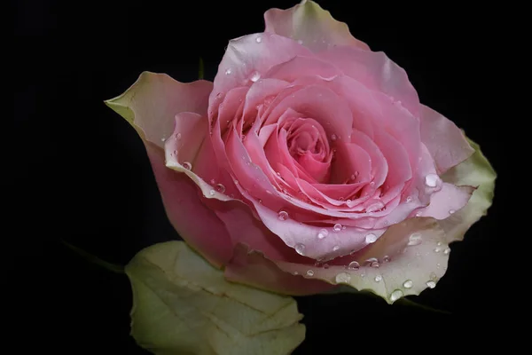 Bela Rosa Fundo Escuro Conceito Verão Vista Perto — Fotografia de Stock