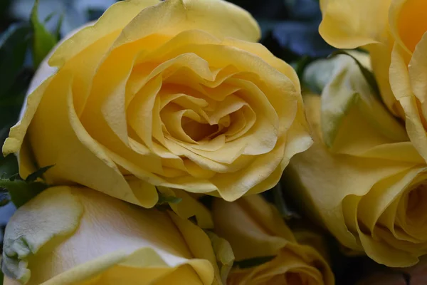 Strauß Schöner Rosen Auf Dunklem Hintergrund Sommerkonzept Nahsicht — Stockfoto