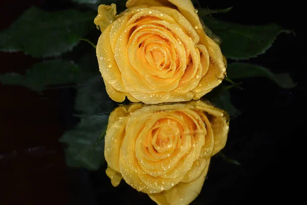 Piękna Róża Ciemnym Tle Koncepcja Latem Widok Bliska — Zdjęcie stockowe