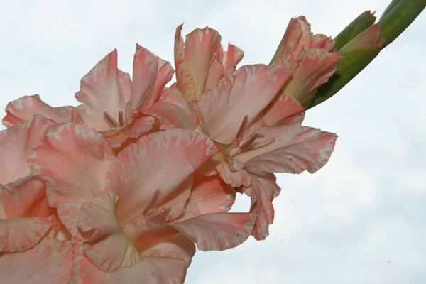 Vackra Gladiolus Himlen Bakgrund Sommar Koncept Nära Utsikt — Stockfoto