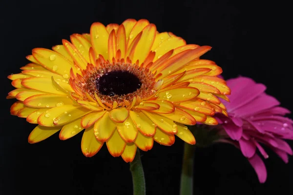 Hermosas Flores Gerberas Sobre Fondo Oscuro Concepto Verano Vista Cercana —  Fotos de Stock