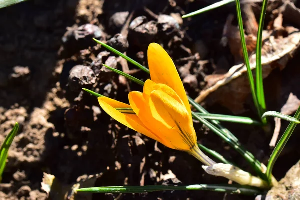 Hermosa Flor Cocodrilo Creciendo Jardín Verano Día Soleado — Foto de Stock