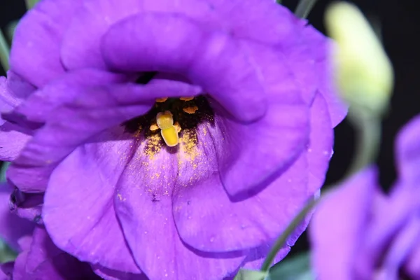 Belas Flores Eustoma Fundo Escuro Conceito Verão Vista Perto — Fotografia de Stock