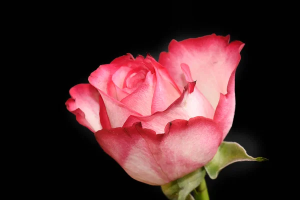 Красива Троянда Темному Фоні Літня Концепція Близький Вид — стокове фото