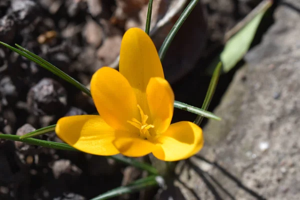 Piękny Krokus Kwiat Rośnie Ogrodzie Letni Słoneczny Dzień — Zdjęcie stockowe