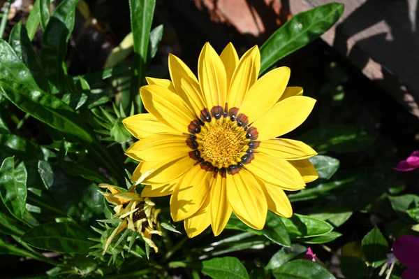 Krásná Květina Rostoucí Zahradě Létě Slunečný Den — Stock fotografie