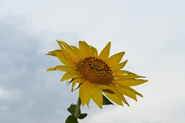 Hermoso Girasol Amarillo Sobre Fondo Cielo Azul —  Fotos de Stock