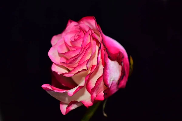 Όμορφα Λουλούδια Σκούρο Φόντο — Φωτογραφία Αρχείου