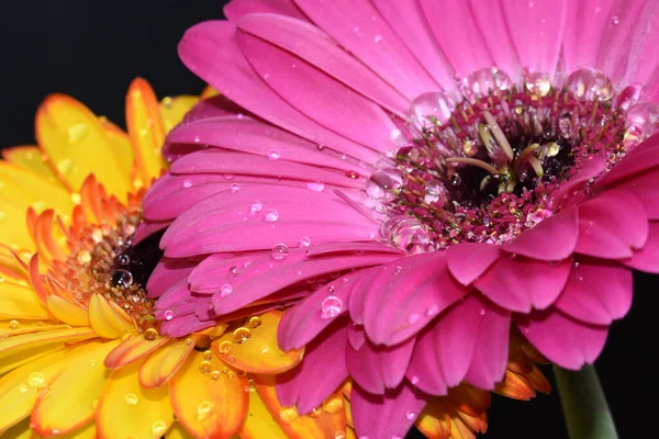 Beautiful Gerbera Flowers Dark Background Summer Concept Close View — Stock Photo, Image