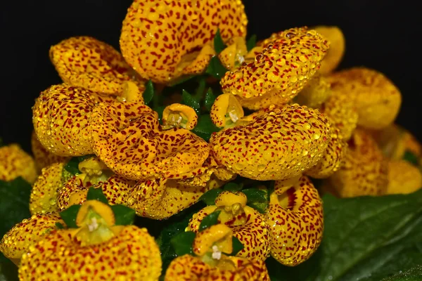 Schöne Orchideenblüten Auf Dunklem Hintergrund Sommerkonzept Nahsicht — Stockfoto