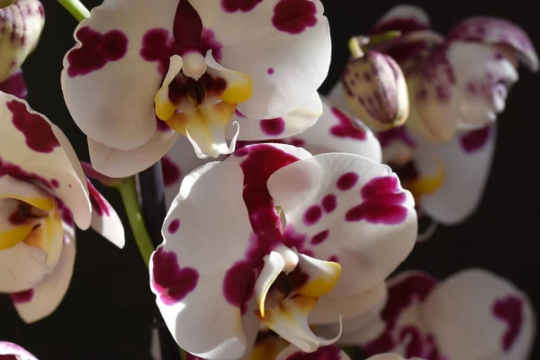 Bellissimi Fiori Orchidea Sfondo Scuro Concetto Estivo Vista Vicino — Foto Stock