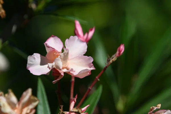 Gyönyörű Virág Kertben Nyáron Napsütéses Nap — Stock Fotó