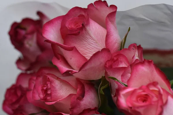 Bouquet Belles Roses Sur Fond Sombre Concept Été Vue Rapprochée — Photo