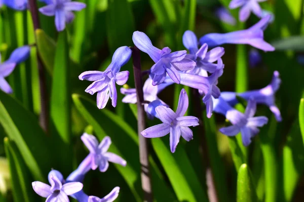 Beautiful Flowers Growing Garden Summer Sunny Day Stock Image