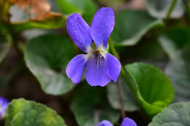 Güneşli yaz gününde bahçede yetişen güzel çiçekler. 