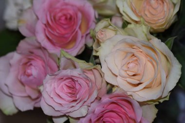 Koyu arkaplanda güzel güller, yaz konsepti, yakın manzara  