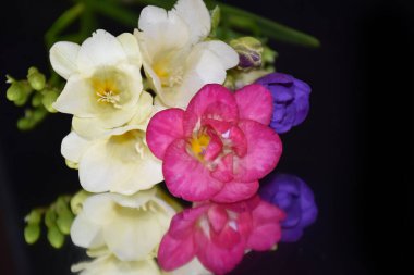 Koyu arkaplanda güzel çiçekler, yaz konsepti, yakın manzara  