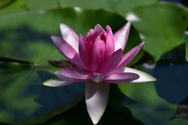 Güzel çiçek açan nilüfer çiçekleri yaz günü gölette büyür. 