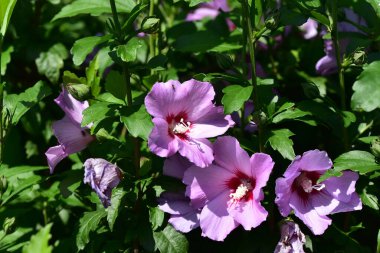 Güneşli yaz gününde bahçede yetişen güzel yaban ördeği çiçekleri. 