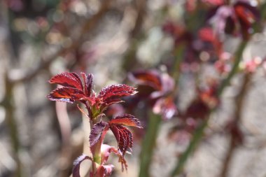 Güneşli bir günde bahçedeki yabani bitkileri kapatın.