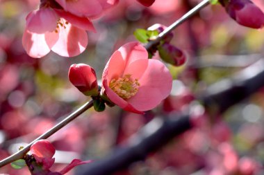 Güzel çiçekli kiraz ağacı dalları, yakın plan, bahar konsepti.  