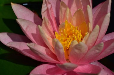 Güzel çiçek açan nilüfer çiçekleri yaz günü gölette büyür. 