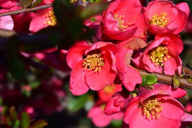 Pembe çiçekli kiraz ağacı dalları. Yakın plan, bahar konsepti.  