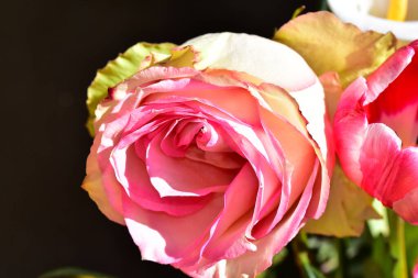 Koyu arkaplanda güzel çiçekler, yaz konsepti, yakın manzara  