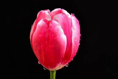 Koyu arkaplanda güzel çiçekler