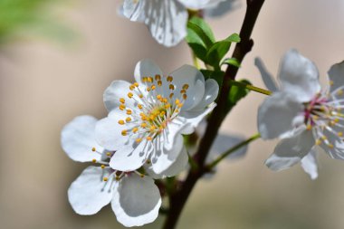 Güzel çiçekli kiraz ağacı dalları, yakın plan, bahar konsepti.  