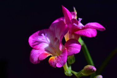 Koyu arkaplanda güzel çiçekler, yaz konsepti, yakın manzara  