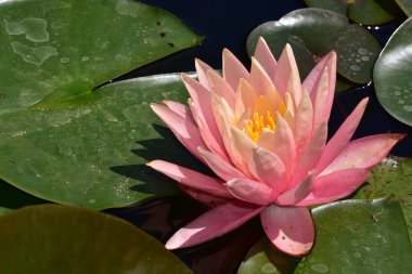 Güzel çiçek açan nilüfer çiçekleri yaz günü gölette büyür. 