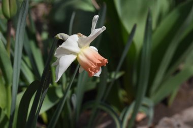 Güneşli yaz gününde bahçede yetişen güzel nergis çiçeği. 