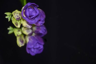 Koyu arkaplanda güzel çiçekler, yaz konsepti, yakın manzara  