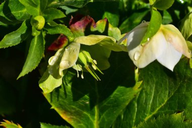 Güneşli yaz gününde bahçede yetişen güzel çiçekler. 