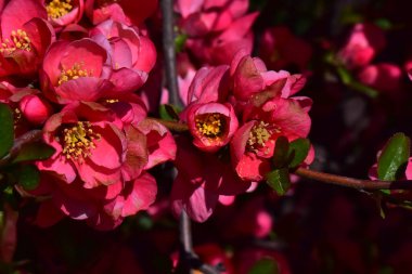 Pembe çiçekli kiraz ağacı dalları. Yakın plan, bahar konsepti.  