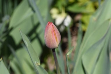 Güneşli yaz gününde bahçede büyüyen güzel lale çiçekleri. 