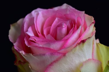 Koyu arkaplanda güzel bir gül çiçeği, yaz konsepti, yakın görüş  