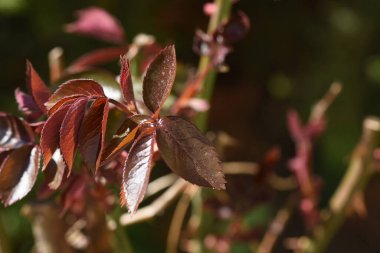 Güneşli bir günde bahçedeki yabani bitkileri kapatın.