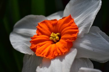 Güneşli yaz gününde bahçede yetişen güzel nergis çiçeği. 