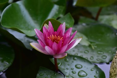 Güzel çiçek açan nilüfer çiçekleri yaz günü gölette büyür. 