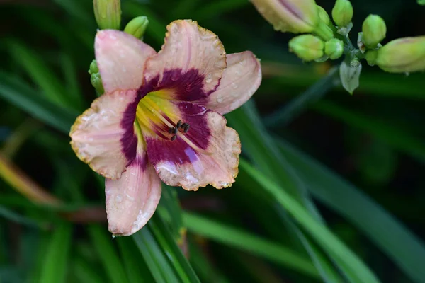 Beaux Lis Poussant Dans Jardin Journée Ensoleillée Été — Photo