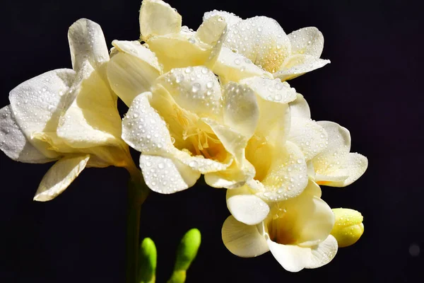 Beautiful Flowers Dark Background Summer Concept Close View — Stock Photo, Image