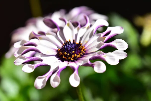 Primer Plano Hermosas Flores Jardín — Foto de Stock