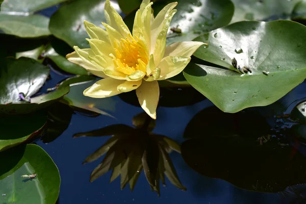 Schön Blühender Lotus Der Sommertag Teich Wächst — Stockfoto