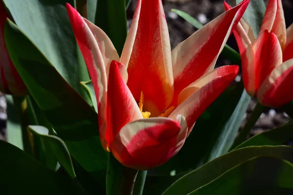 Belles Tulipes Poussant Dans Jardin Journée Ensoleillée Été — Photo